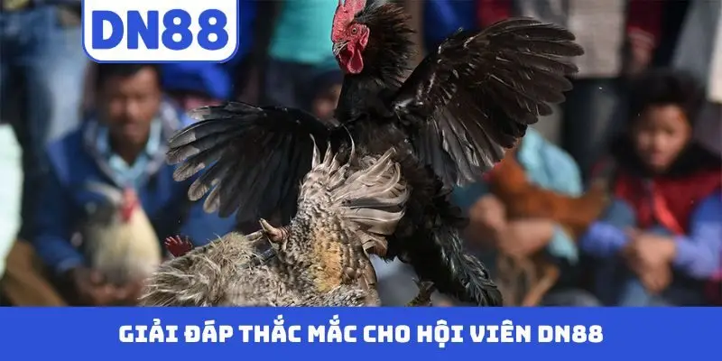 Đá Gà DN88 - Màn Trình Diễn Nảy Lửa Của Những Chiến Kê - Pavin