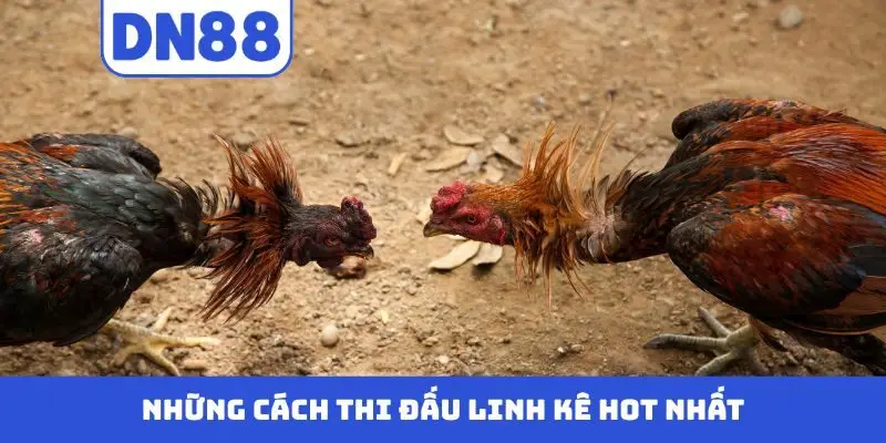 Đá Gà DN88 - Màn Trình Diễn Nảy Lửa Của Những Chiến Kê - Pavin