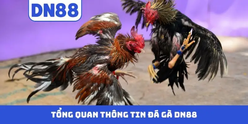 Đá Gà DN88 - Màn Trình Diễn Nảy Lửa Của Những Chiến Kê - Pavin